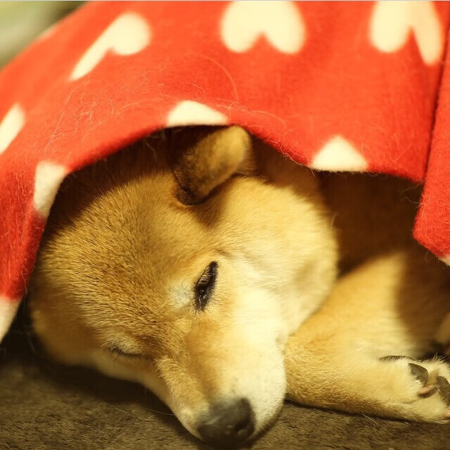 _极光之下的穿越赛：挑战自然奇观的速度极限_，极光之桥