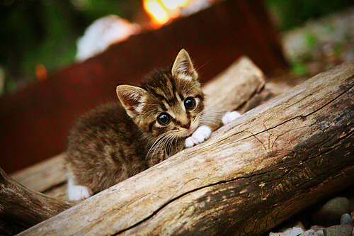爱游戏娱乐网址-_追梦青少足球季：开启未来足球之门_，追梦足球放飞梦想