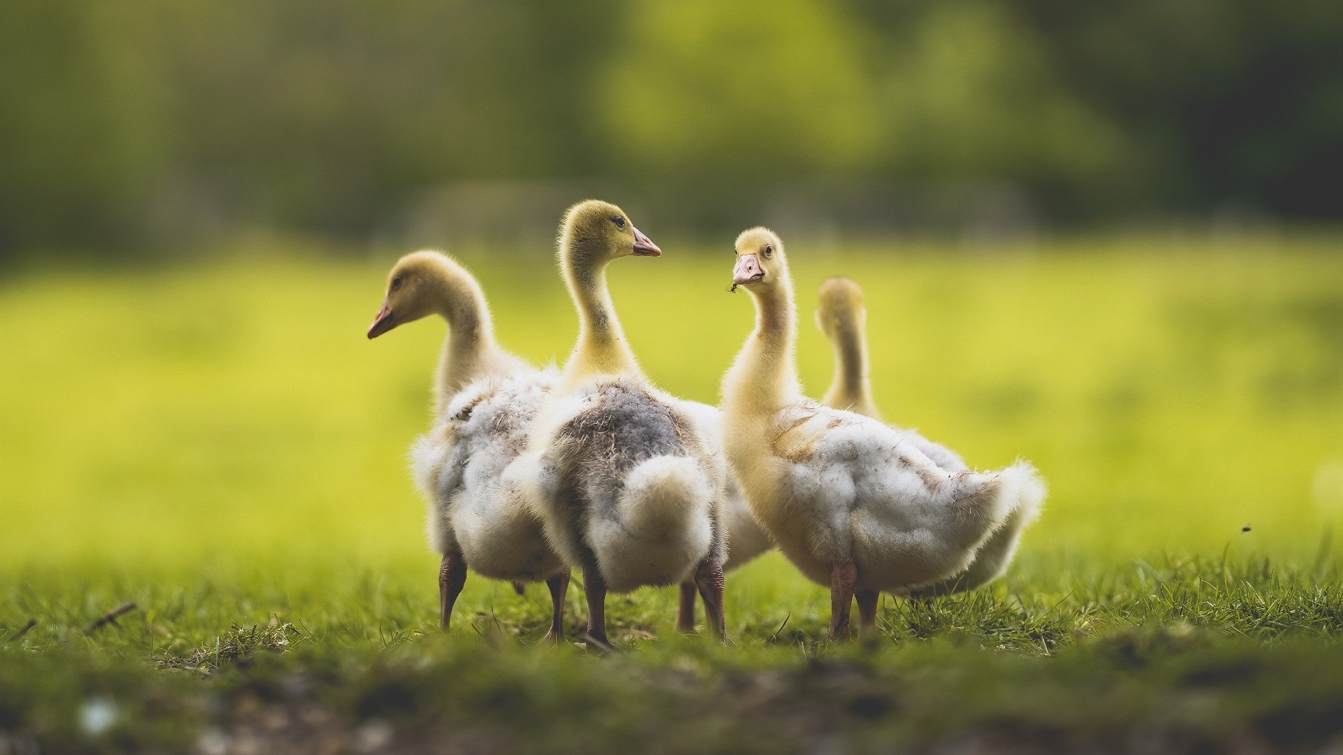 _追梦青少足球季:开启未来足球之门_,追梦足球放飞梦想