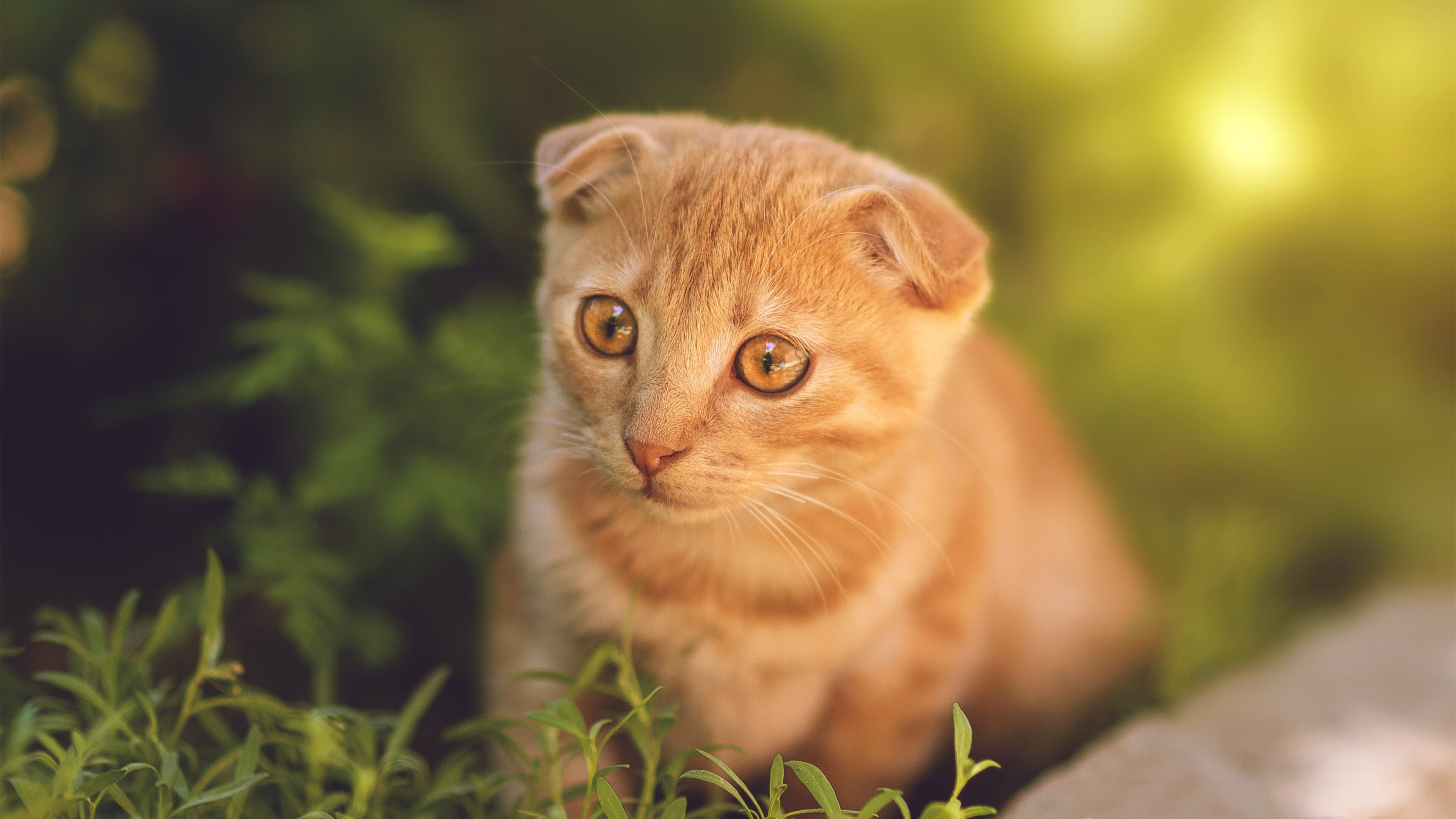 爱游戏体育-《虚拟主播：电竞直播的新宠》，虚拟主播 百度百科