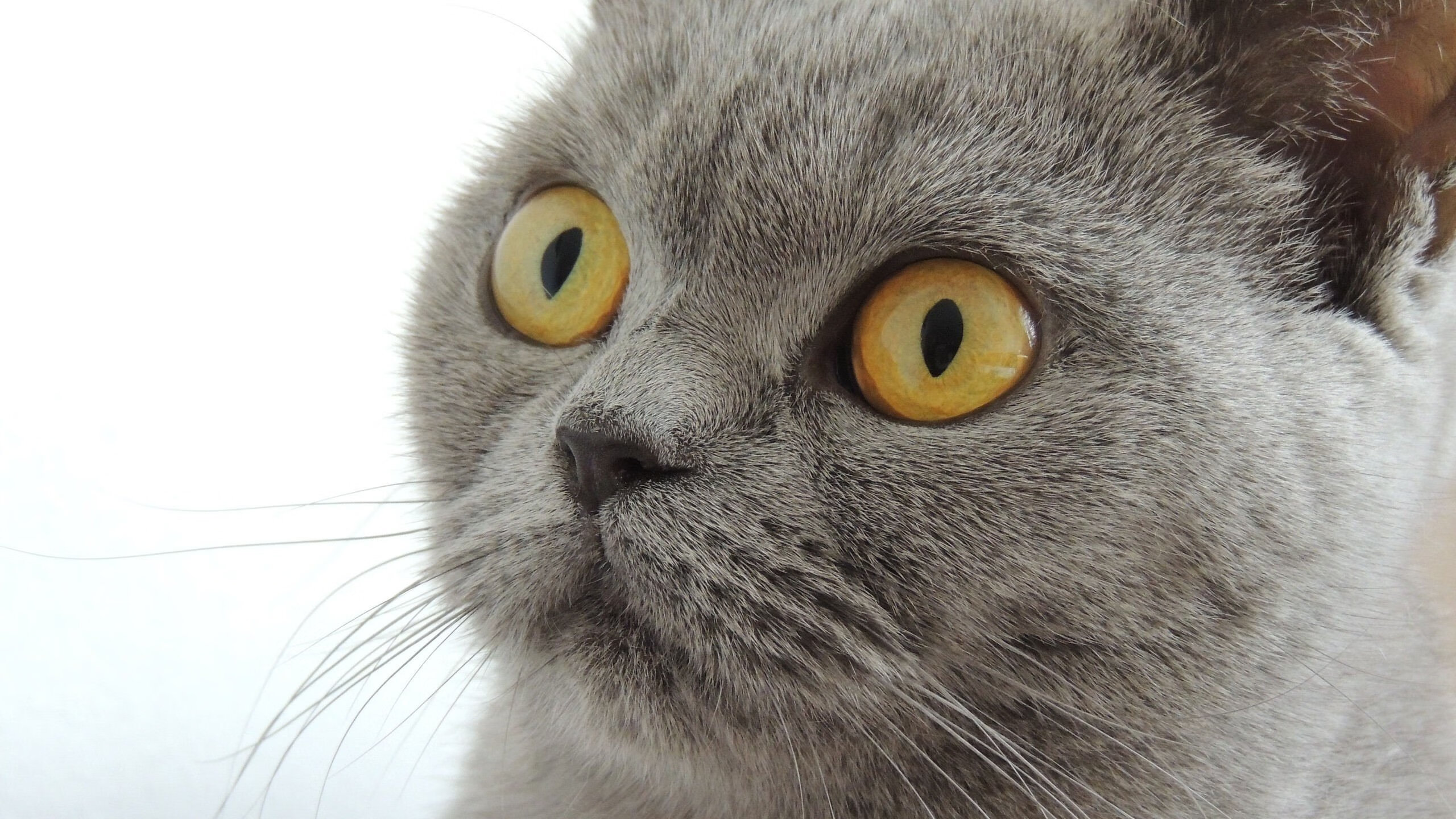 爱游戏官方网站-中超多队加强防线外援配置变化明显，中超联赛外援政策