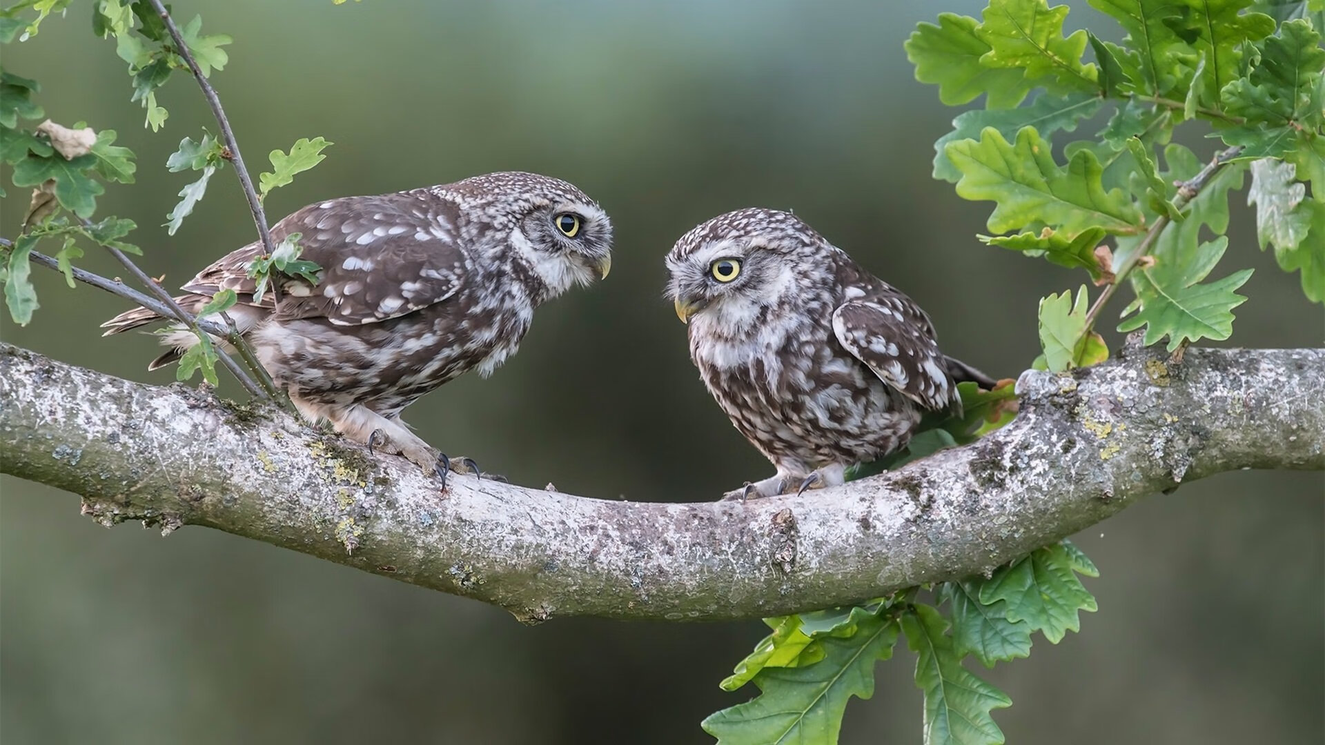 中超官方公布赛季最佳球员获奖名单,中超官方公布赛季最佳球员获奖名单
