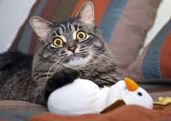 爱游戏app-明星投篮：那些漂亮的三分投篮瞬间，三分投篮命中率最高的球员