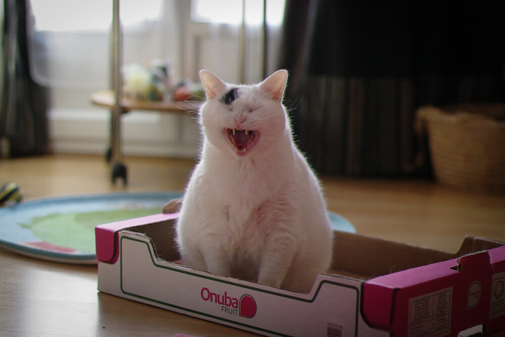 法甲争冠激战:奥尔良逆转摩纳哥,争夺欧战席位,奥尔莫转会