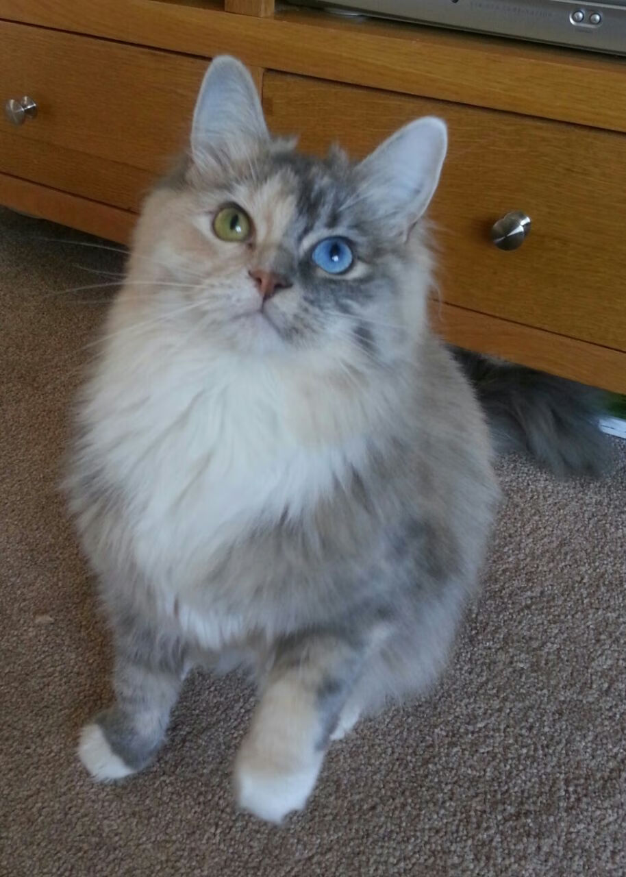 篮球训练视频教学平台上线助力普及,篮球教学视频网站