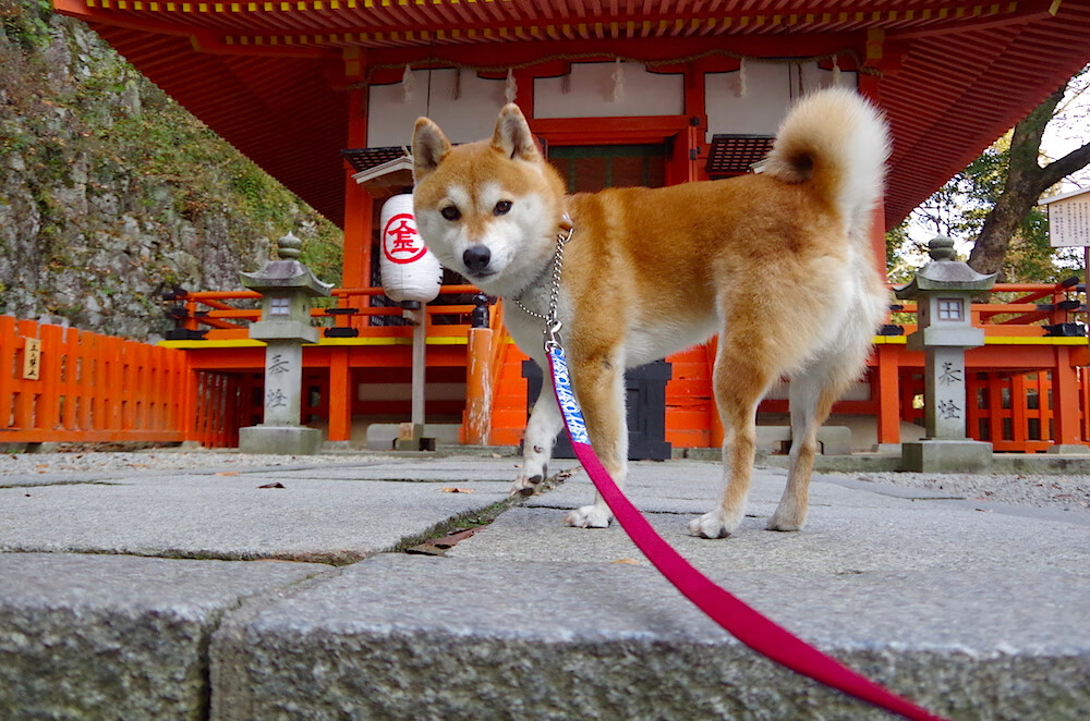 AYX SPORTS-中超新赛季赛程发布，比赛更加紧凑，中超新赛季开赛时间