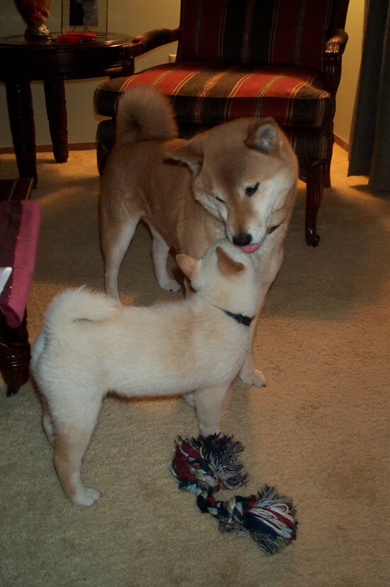 AIYOUXI.COM-尤文图斯客场负切尔西：备战下轮，尤文图斯对切尔西盘口