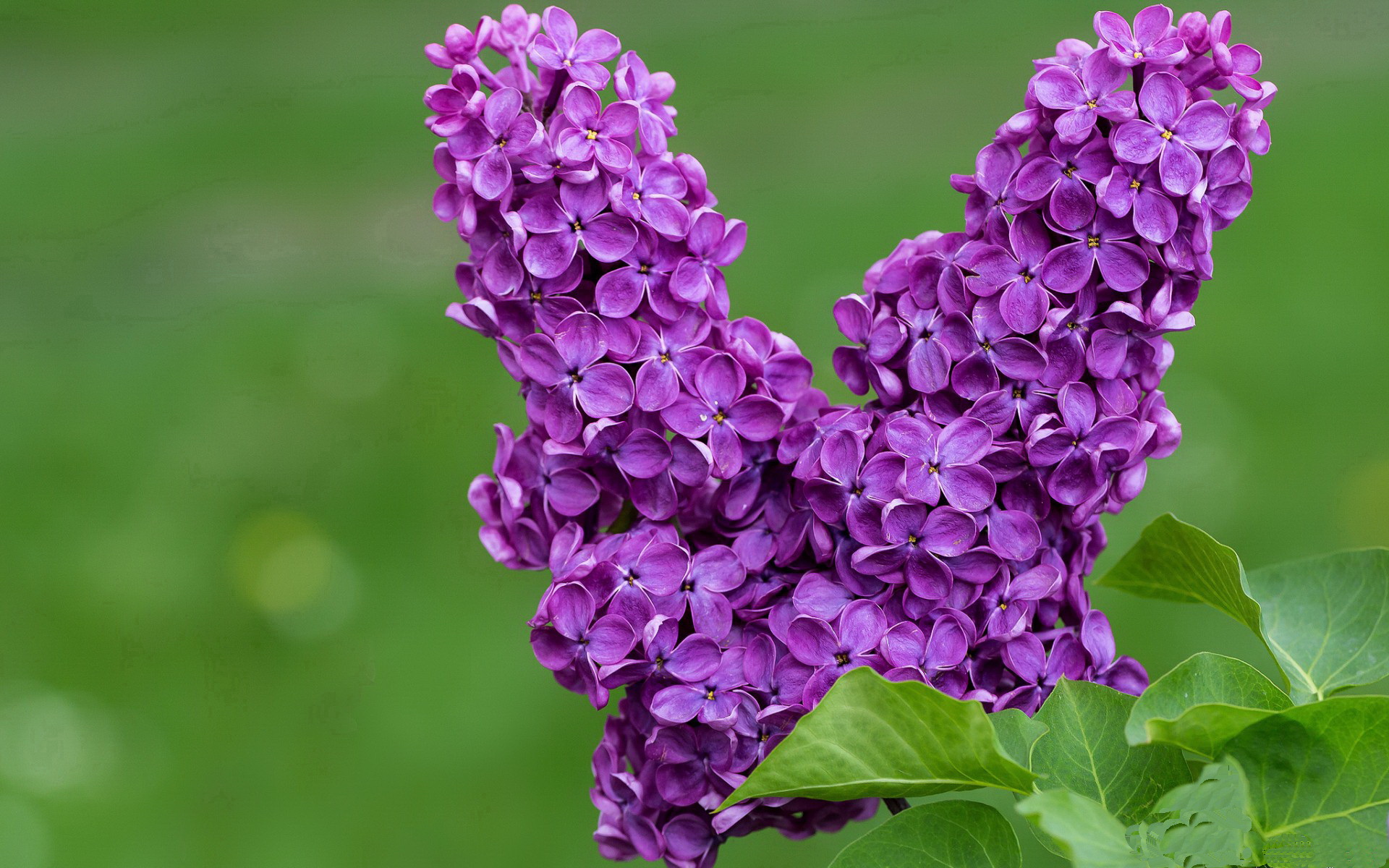 年轻中场双核助力西班牙闯入决赛，西班牙年轻球员