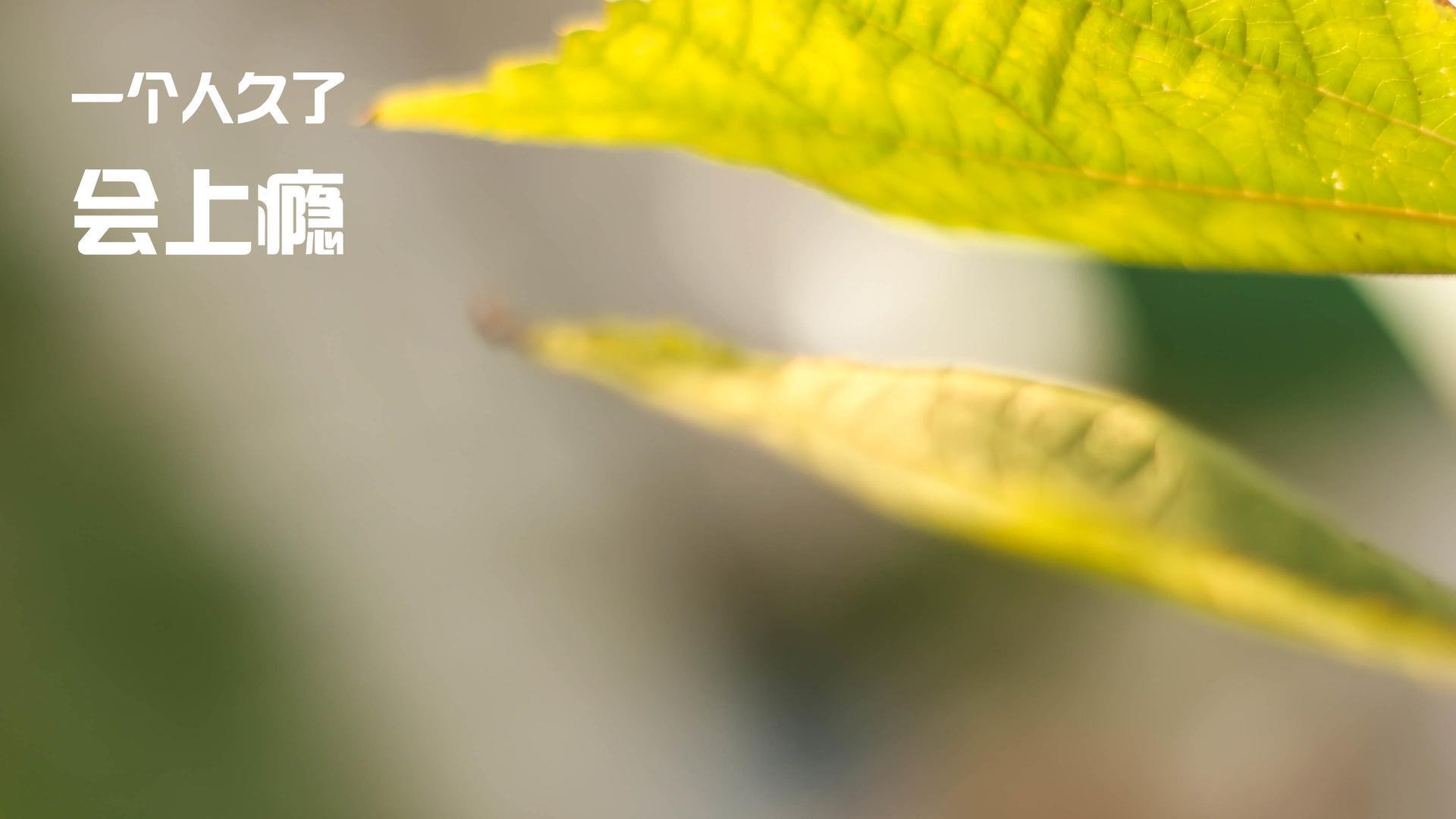 里昂队严密防守,或将助于取得胜利,里昂队著名球星