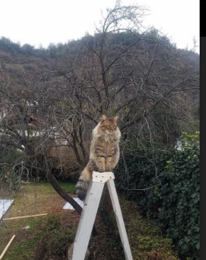 中国篮球纪录片热播引发全民关注,篮球赛纪录片