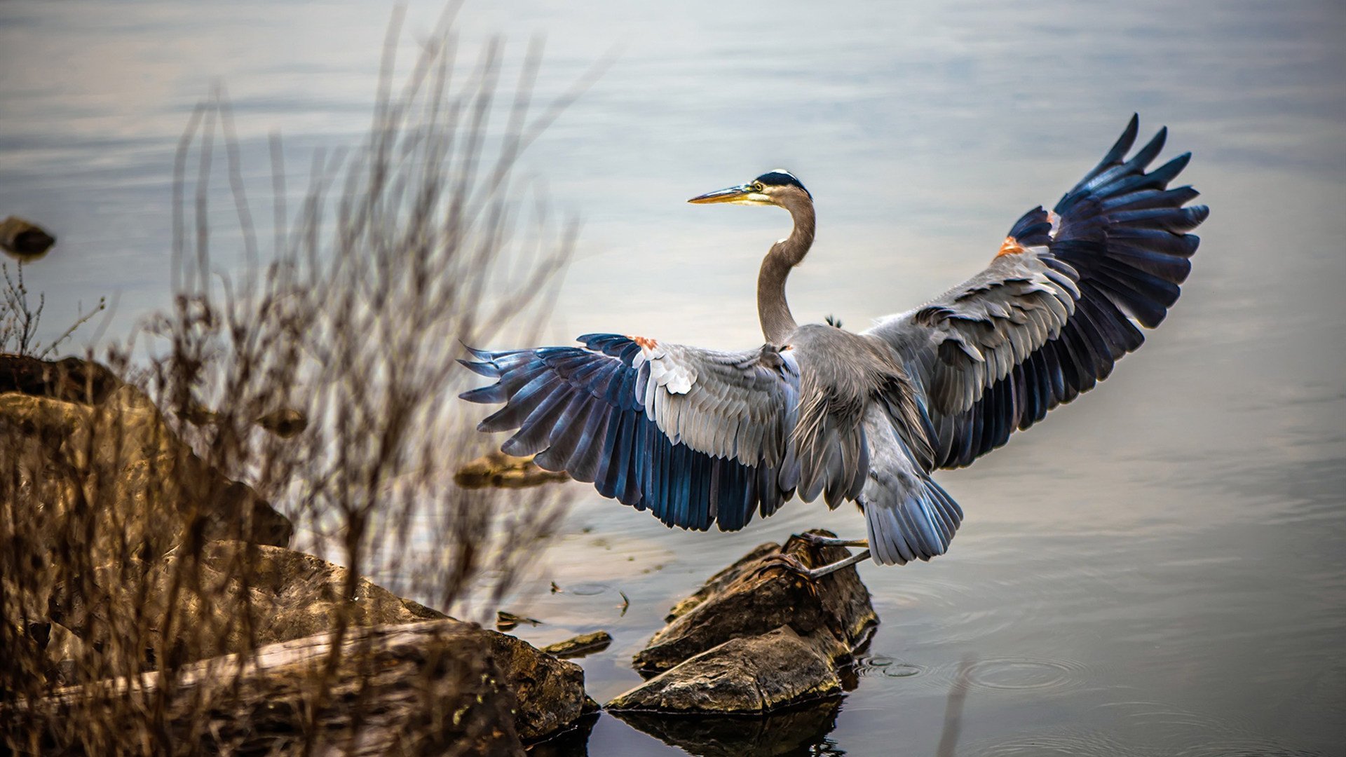 蛙泳技术分段排名与最终成绩高度相关,蛙泳分数