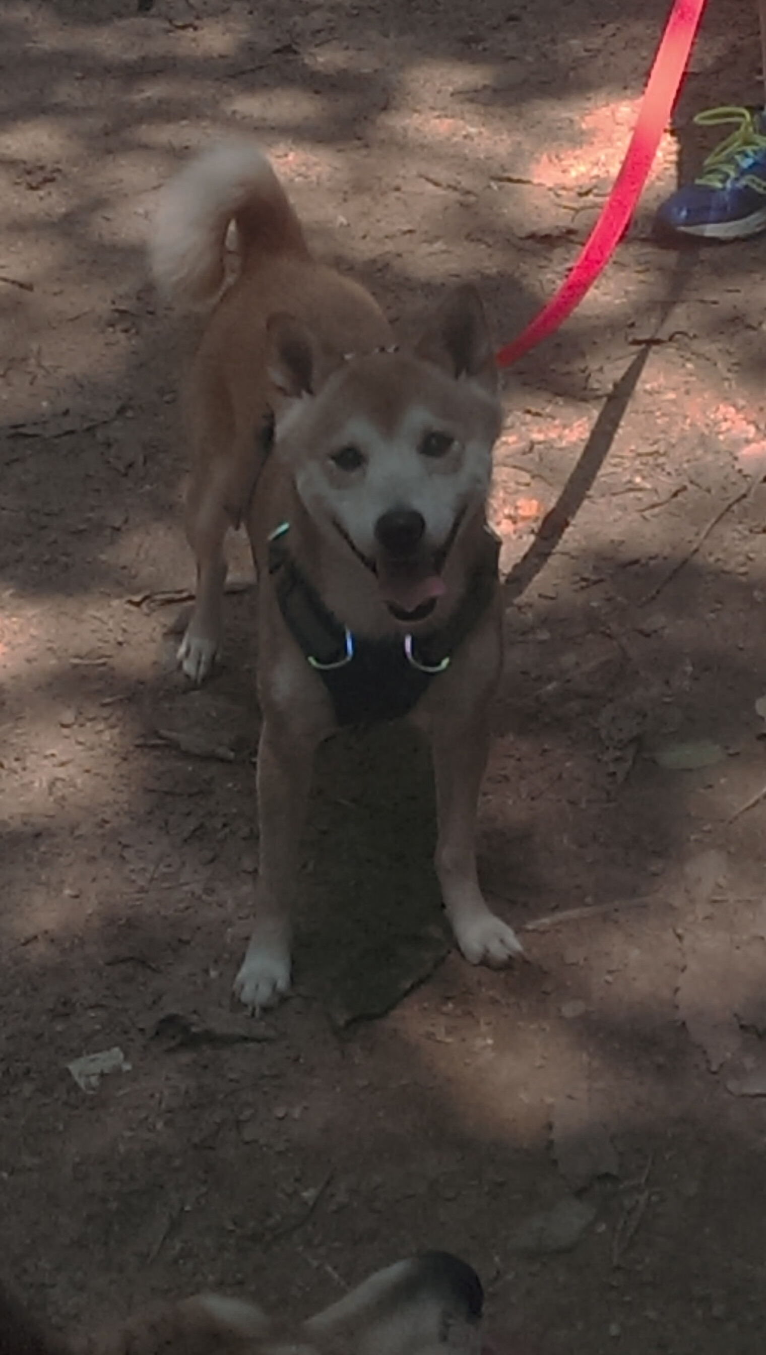 AYX体育官网-威尔士青训人才涌现，橄榄球发展潜力巨大，威尔士ncaa