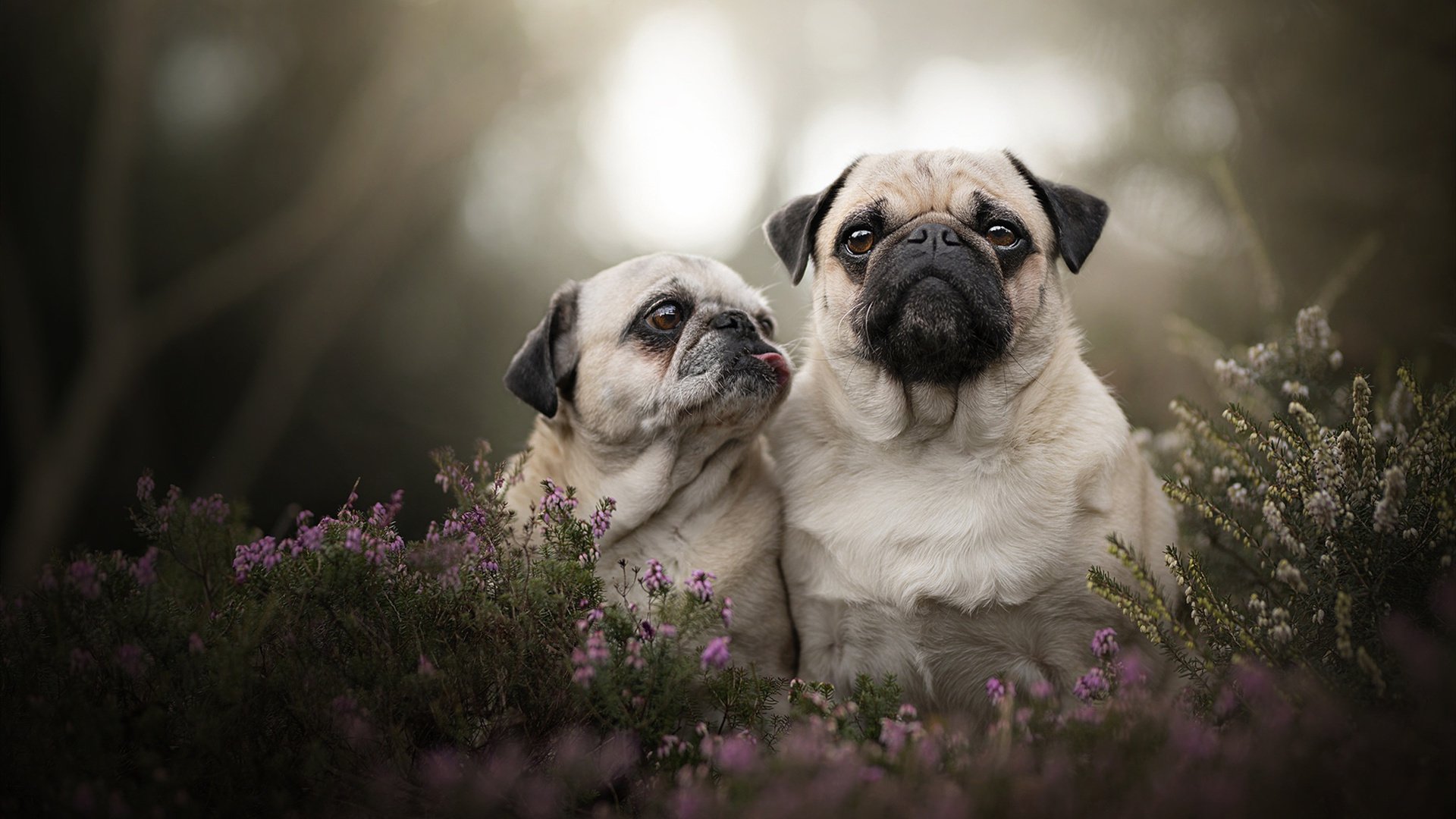 德甲策略变革:变化多样,精彩纷呈!,德甲形势分析